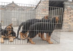 優良品種德國牧羊犬，成都寵物誠信交易指南